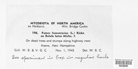 Fomes fomentarius image